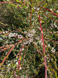 Kanuka Essential Oil - Kunzea Ericoides