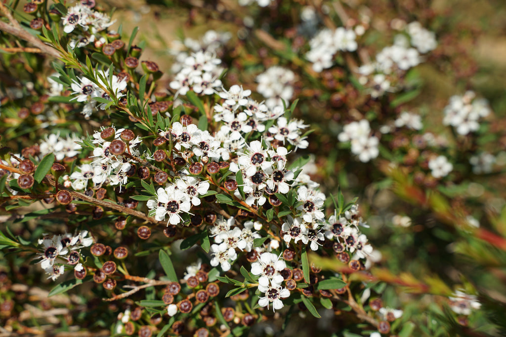 Kanuka Essential Oil - Kunzea Ericoides