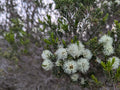 Rosalina Essential Oil - Melaleuca Ericafolia (coming soon!)